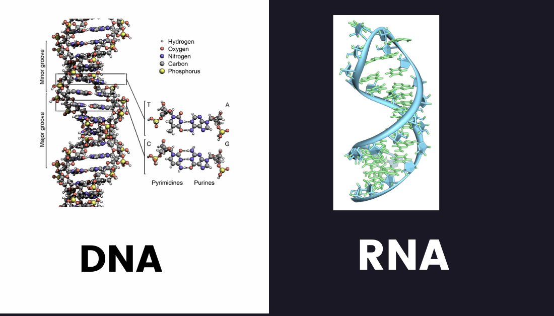 DNA VS RNA :The Differences and Similarities